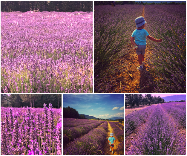 Blog pic - lavender